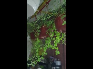 Видео от Комнатные цветы и РАССАДА в Ордынке