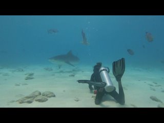 Мальдивский дайвер и голодная тигровая акула.MP4