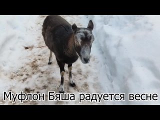 Муфлон Бяша радуется весне. Съёмка в марте 2024