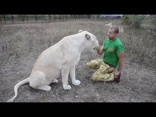 Наш ТОП МИЛЛИОННИКОВ! Это видео УНИКАЛЬНО! Львица и человек ПОЛНАЯ ГАРМОНИЯ! _ Олег Зубков ПАРК .mp4