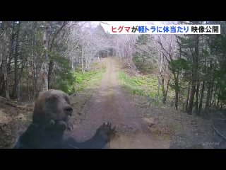 Япония опробует систему предупреждения о медведях с применением искусственного интеллекта после рекордного числа нападений