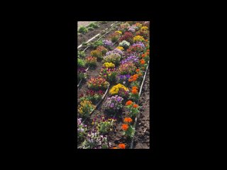 Весеннее цветение, Севастополь 2024