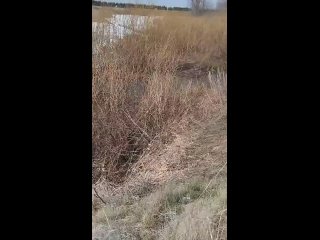 Видео от Кавказская овчарка. Питомник Домбай-Ульген