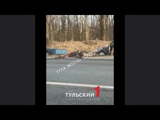 В Чернском районе сбили лося насмерть