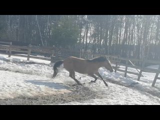 Видео от Золотая Лошадка