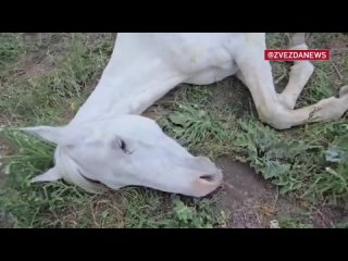 На поле в Ставропольском крае умирает еще одна лошадь