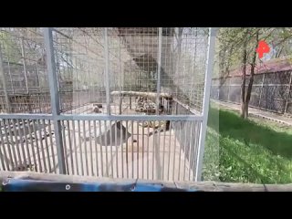 Маленькие тигрята в Мариуполськом зоопарке