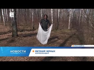Жители Ветлужанки в Красноярске массово жалуются на нашествие клещей
