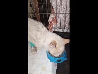 Видео от Дом удивительных котов “Марсиаша“