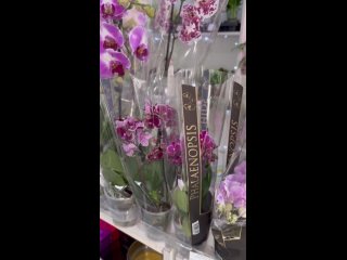 Video by GREEN ROOM комнатные цветы Донецк,города ДНР