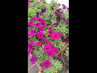 Видео от Рассада цветов (Уфа-Дёма)