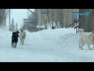 Осторожно, злая собака!