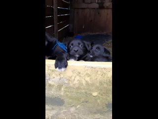 Видео от РОО Подари дом - помощь животным | Колпино