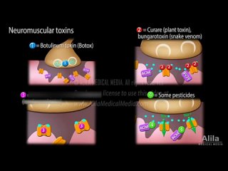 Neuromuscular Junction, Animation