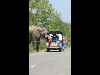 Большой слон на большой дороге, бананами не отделаешься