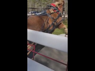 Питбуль атакует лошадь в парке Кейн-Крик, Северная Каролина.
