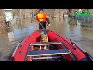 Сегодня ситуация с половодьем в садовых товариществах Калининского района ухудшилась