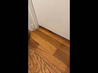 Foster Kitten slithers under door