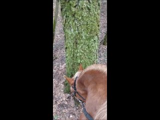 Видео от Занятия верховой ездой/аренда :  “Казачий стан“