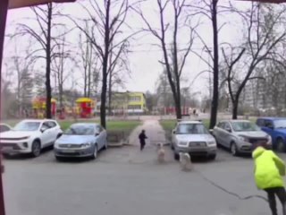В Санкт-Петербурге 2 собаки сорвались с поводка и бросились в сторону гуляющего мальчика