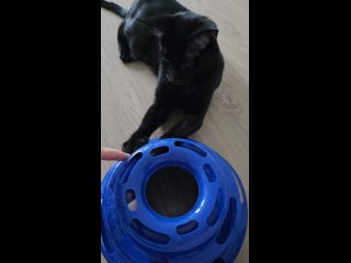 Видео от Монопородный питомник кошек  чаузи Savage Charm