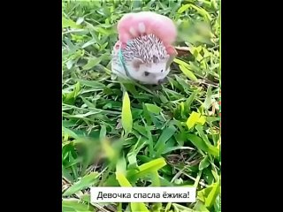 🦔 НOВОРОЖДЕННЫЙ ЁЖИК.