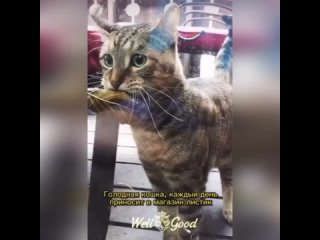 умный котик