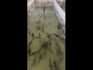 Видео от Осетровая ферма «Рыбный День» г. Владимир