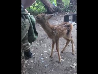 К нашим бойцам прибился маленький олененок, который потерял маму. Наши военные с радостью взяли его на воспитание. Потому что зв