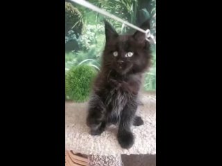 Видео от Хочу Мейн-куна - котята мейн-кун из питомников