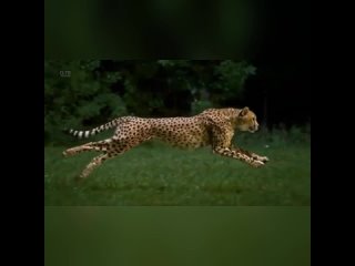 🐆 Замедленная съемка бегущего гепардаСамая высокая зарегистрированная скорость этого зверя составляет 96 кмч.