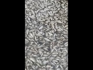 Массово погибла рыба в озере под Хабаровском