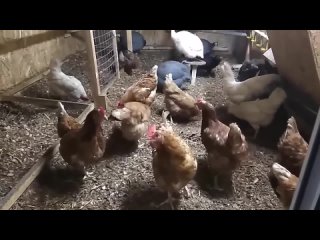 Видео-отзывы о содержании птицы на ферменте “AFILA“