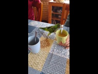 Как попугачик научился размешивать сахар ложечкой в чашке с кофе!