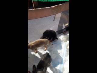 Video by Помощь бездомным животным Суджа “Хочу домой!“