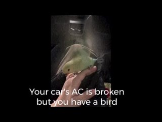 When your car's AC is broken but you have a bird