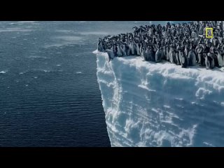 Впервые удалось запечатлеть, как пингвины совершают первый в жизни прыжок с 20-метрового ледника.