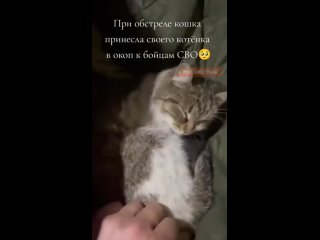 Кошка принесла новорожденного котенка в окоп нашим бойцам