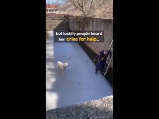 Firefighter Rescue A Dog From A Frozen Drainage Pond