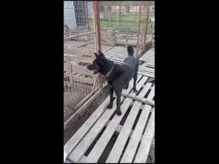 Видео от Собаки Инны и Натальи | Приют Трезор г.Калуга