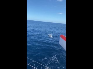 Дельфины сопровождают морское путешествие по Атлантическому Океану