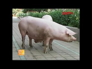 ✔ Белая свинья Джунму № 1 - технология успешного разведения. ✔