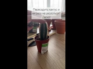 Как легко пересадить кактус и не уколоться