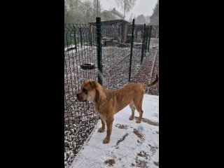 Видео от Пират из Ропшинской стаи питомник собак