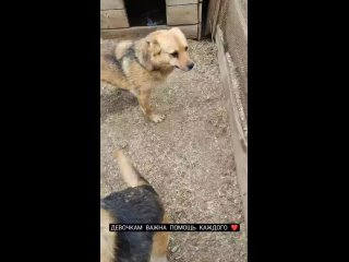 Видео от Помощь бездомным животным «Rita and Dogs»