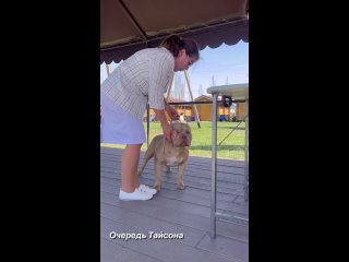 American-Bully Tyson-Mira kullanıcısından video