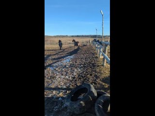 Видео от Конный Двор Атаманского Полка | Сергиев Посад