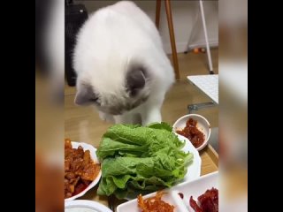 Котик на ПП, дайте лист салата изверги😾