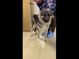 Video by Чехов Ветеринарная клиника ВЕТТАЙМ