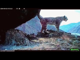 Когда-нибудь слышали как мяукает снежный барс? Теперь услышите    В Саяно-шушенском заповеднике фотоловушка записала... (видео)